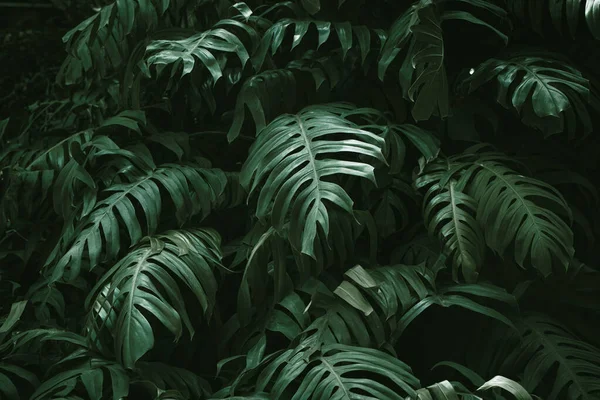 Trópusi Esőerdő Zöld Levelek Monstera Philodendron Természet Növény Kép Otthoni — Stock Fotó
