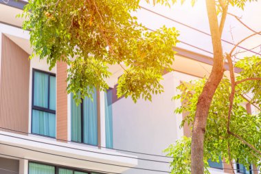 Eko Şehri, güneş ışığından korunmak için ağaç bitkisine ev sahipliği yapıyor.