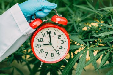 Tıbbi bitkisel konseptin yasallaştırılması için Sativa Marihuana bitkisi yaprakları ya da kenevir otu saat.