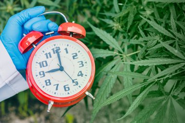Tıbbi bitkisel konseptin yasallaştırılması için Sativa Marihuana bitkisi yaprakları ya da kenevir otu saat.