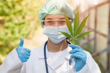 Bilim adamı Doktor, tıbbi konseptte Sativa Cannabis indica bitki yaprağı THC bitkisinin kullanımının yasal olduğunu doğruladı.