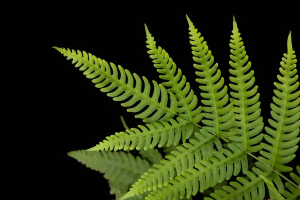 Hoja Helecho Selva Verde Planta Aislada Sobre Fondo Negro Con —  Fotos de Stock