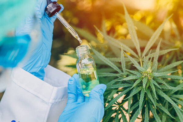 Экстракт масла конопли из конопли сативы или марихуаны для лечения.
