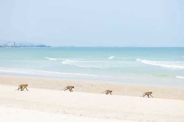 Family Monkey animal walking on the sea coast sand beach in summer season.