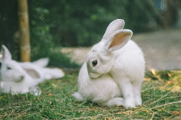 Cute White Rabbit Dzikie Zwierzę Domowe Ogrodzie Podwórku — Zdjęcie stockowe