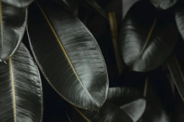 Indiai Gumi Növény Ficus Elastica Növény Levél Modern Otthoni Dekoráció — Stock Fotó