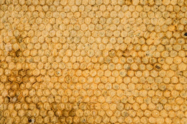 Honey Bee Comb Honeycomb Texture Pattern Nature Background — Stock Photo, Image