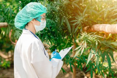 Tarım Bilimadamı Sativa Kenevir bitkisi tarım araştırmaları için tıbbi tedavi için THC ve CBD ile çalışıyor..