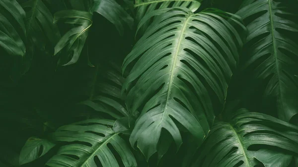 Trópusi Esőerdő Növény Levelek Mély Dzsungelben Háttérben Svájci Sajt Növény — Stock Fotó