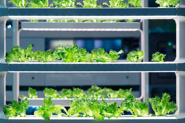 Lattuga Cresce Laboratorio Con Tecnologia Agricoltura Aquaponica Avanzata Idroponica Ricerca — Foto Stock