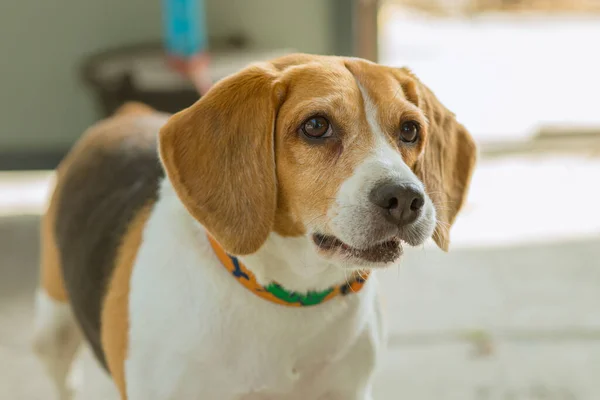 Söt Härlig Sällskapsdjur Människor Vän Beagle Hund Ras — Stockfoto