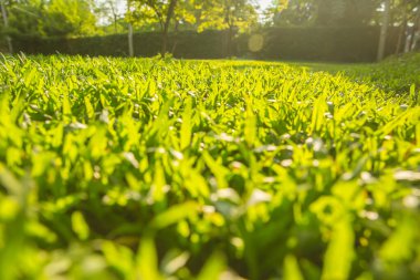 Çimler, arka bahçe, sabah güneşli yemyeşil çimenler. Doğal arkaplan