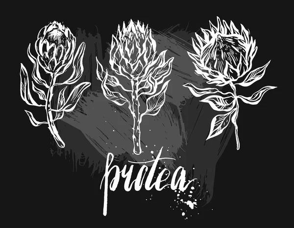 수채화 그리기 이국적인 꽃 Protea 절연 — 스톡 벡터