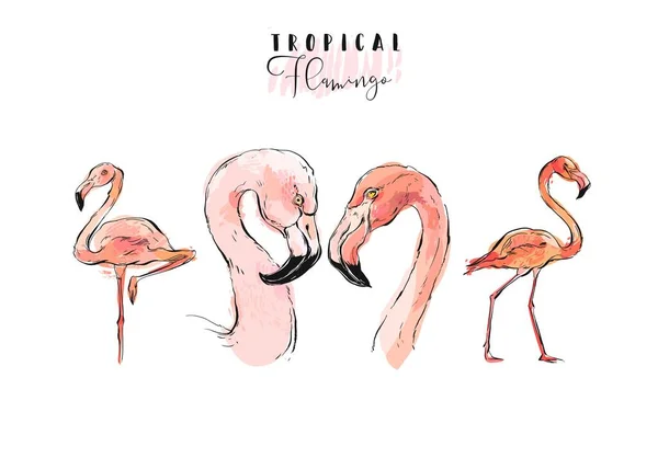 Vetor Desenhado Mão Gráfico Exótico Paraíso Rosa Aves Flamingo Ilustração —  Vetores de Stock