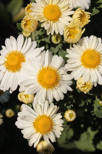 White Chamomile Autumn Flower Beds — Stock Photo, Image