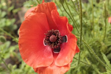 Yeşil arka planda kırmızı haşhaş.