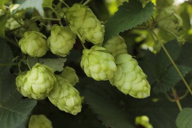 Arkaplan için kullanılacak yeşil zıplama konileri.