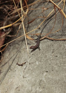 Bir kertenkele, gri bir kayanın üzerinde güneşleniyor..