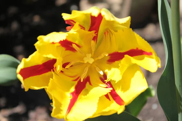Tulipa Amarela Com Listras Vermelhas Nas Pétalas — Fotografia de Stock