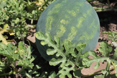 Bahçede yeşil çizgili karpuz yetişiyor..