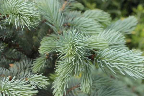 Young Shoots Blue Spruce Use Background — Stock Photo, Image