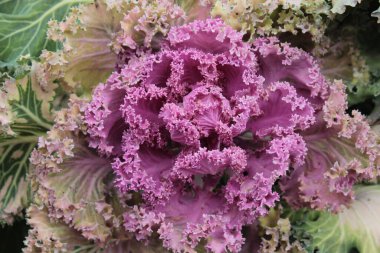 Bahçedeki bir yatakta büyüyen dekoratif pembe lahana..