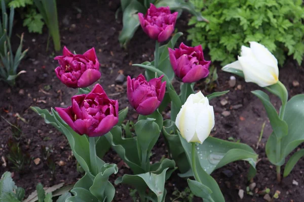 Tulipas Roxas Brancas Floresceram Canteiro Flores Parque — Fotografia de Stock