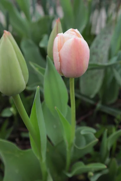Primavera Uma Tulipa Rosa Floresce Canteiro Flores Parque — Fotografia de Stock