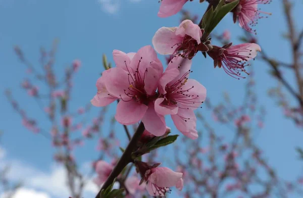 青い空に向かって枝にピンクの桃の花 — ストック写真