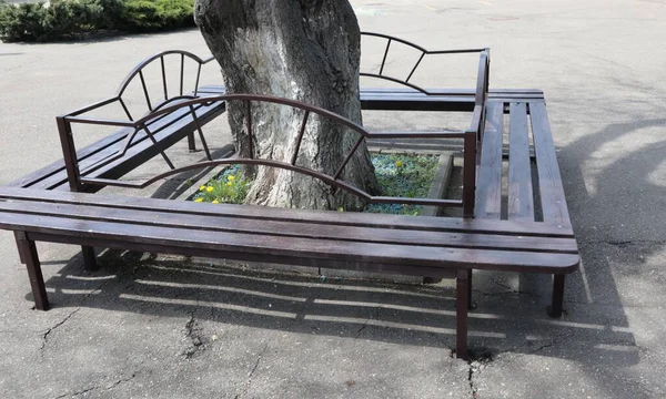 Des Bancs Bois Tiennent Autour Grand Arbre Dans Parc — Photo