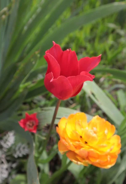 Túlipas Vermelhas Amarelas Florescem Canteiro Flores Primavera — Fotografia de Stock