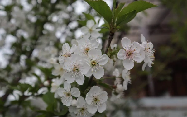 Una Floreciente Rama Cerezo Jardín Primavera — Foto de Stock