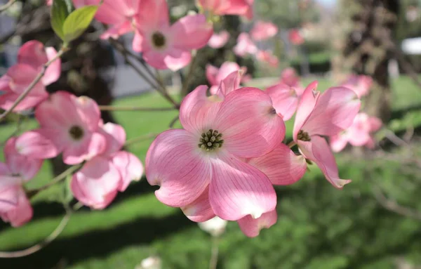 Cornus Kousa Gebouw Bloeit Roze Het Voorjaarspark — Stockfoto