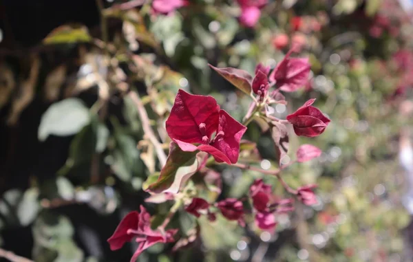 Bahar Parkında Kırmızı Çiçekli Bougainvillea — Stok fotoğraf