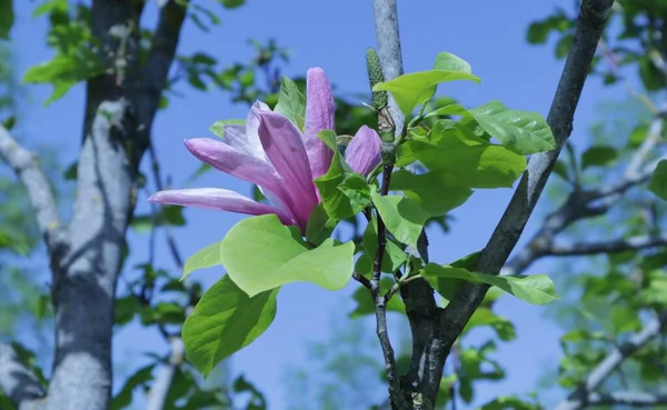Paarse Magnolia Bloem Bloeit Takken Tuin — Stockfoto