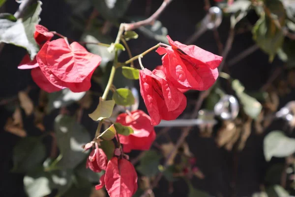 Bougainvillea Красными Цветами Весеннем Парке — стоковое фото