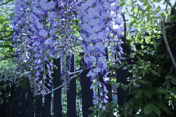Çitleri Saran Büyük Çiçek Püskülleriyle Mavi Salkımlar — Stok fotoğraf