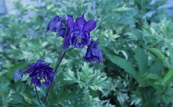 Aquilegia Azul Crece Macizo Flores Primavera Jardín —  Fotos de Stock