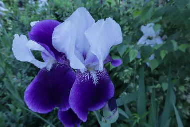 Bahar bahçesinde büyüyen beyaz merkezli mavi süsen çiçekleri.