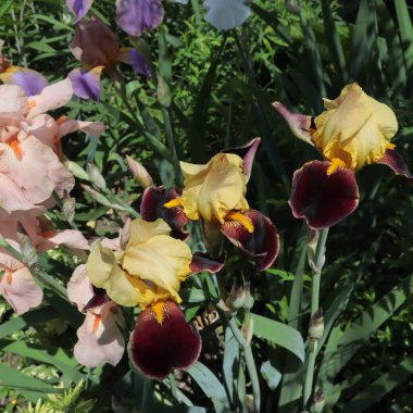 Bahar bahçesinde kahverengi kenarlı güzel sarı irisler büyür..