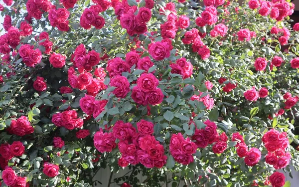 Ein Strauch Roter Kletterrosen Blüht Sommergarten — Stockfoto