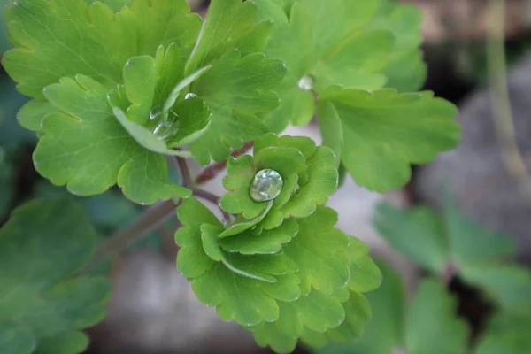 Green Leaves Aquilegia Water Drops — Stock Photo, Image