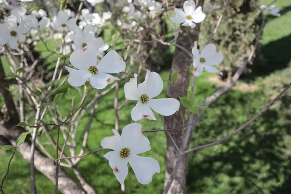 Λευκά Μεγάλα Λουλούδια Ένα Δέντρο Ένα Ανοιξιάτικο Πάρκο — Φωτογραφία Αρχείου