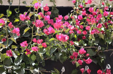 Şehir parkında pembe çiçekli dokuma bitkileri.