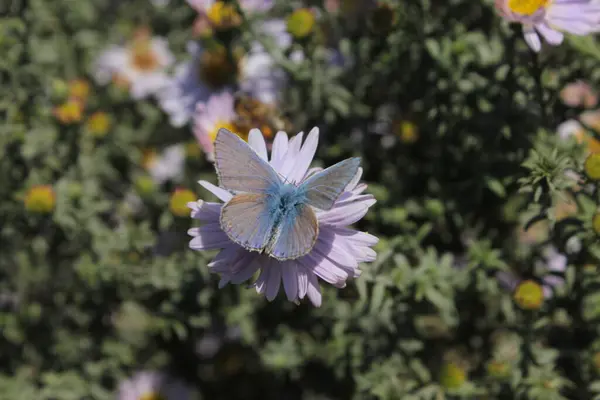 Dove Butterfly Sits Blue Aster —  Fotos de Stock