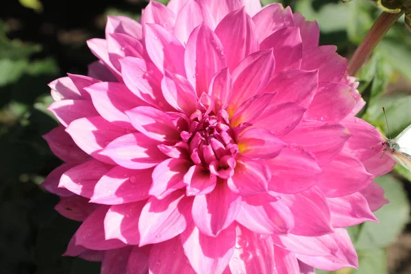 Dahlia Rose Pousse Dans Jardin Été — Photo