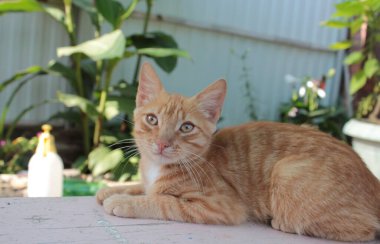 Kırmızı bir kedi yaz bahçesinde bir bankta yatıyor..