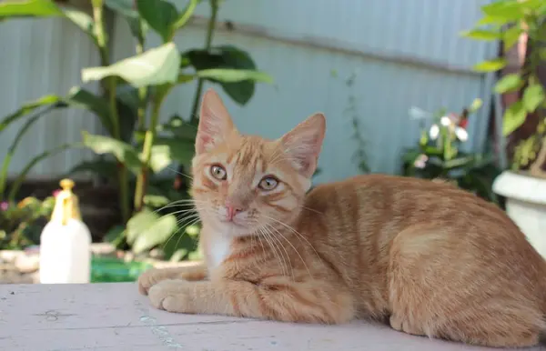 Chat Rouge Est Allongé Sur Banc Dans Jardin Été — Photo