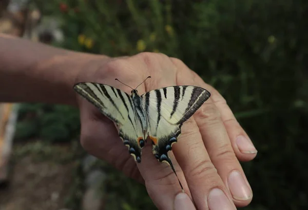 Mariposa Almirante Sienta Mano Hombre Parque —  Fotos de Stock