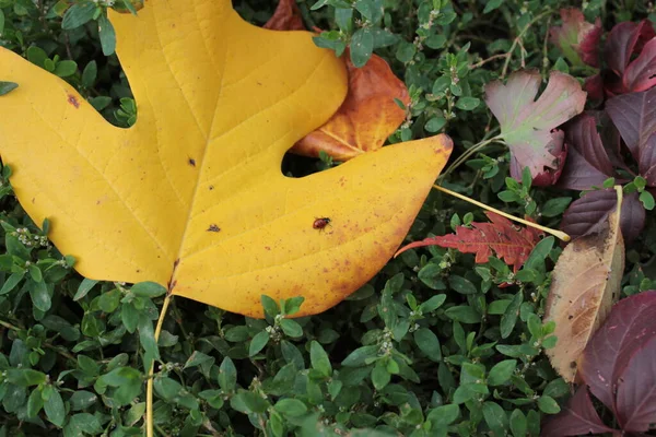 Hojas Amarillas Rojas Otoño Yacen Sobre Hierba Verde — Foto de Stock